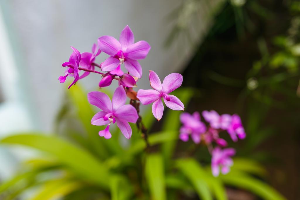 Flora And Fauna Mirissa Exterior foto