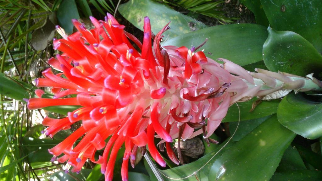 Flora And Fauna Mirissa Exterior foto